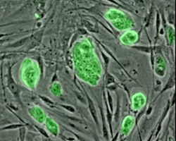 Британски учени са готови да кръстосат човешки и животински клетки