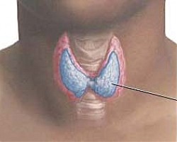 Щитовидната жлеза: 10 маски на един и същ проблем