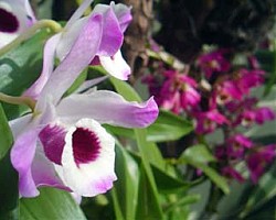 Флоротерапията: да се лекуваме с цветя