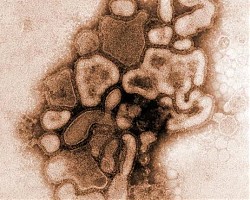 Разпространява се нов вид грипен вирус
