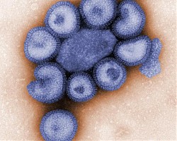 Грипният вирус А/H1N1 вече мутира