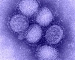 Новият грипен вирус навлиза бързо в белите дробове