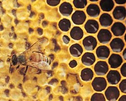 Медът - и вкусен и полезен за здравето