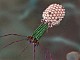 Бактериофагите – антибиотици на бъдещето