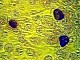 ������������: ���� ������... ���������
