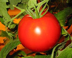 Антираковите свойства на доматите са спорни