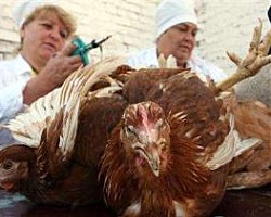Потвърдиха случай на предаване на птичи грип от човек на човек