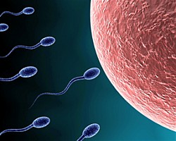 Качеството на спермата зависи от интелекта