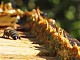 Ползите от пчелния прополис - традиционни схващания и нови доказателства