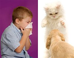 алергия към животните